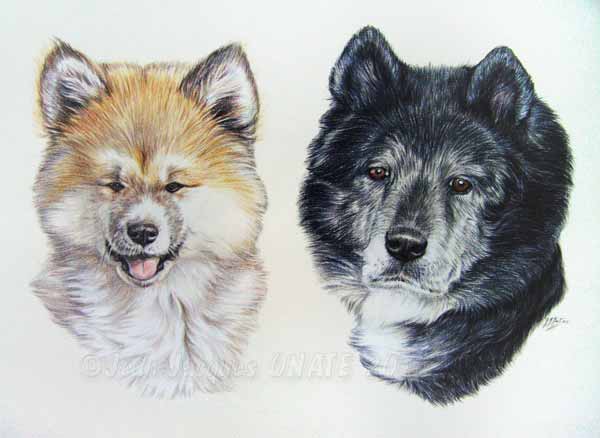 portrait double d'Akita Inu, chiens japonais.